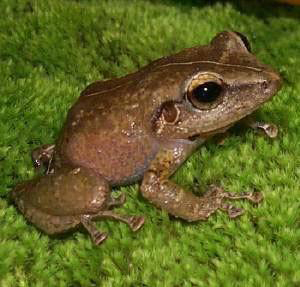Coqui Frog Picture