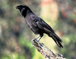 Crow Scientific Name